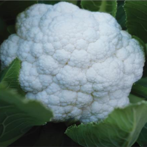 花菜种子